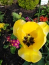 Yellow flower in the garden colourful primrose pink red magenta