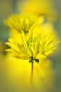 Yellow flower in the garden