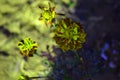 Yellow flower in garden with leaf