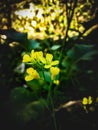 Yellow flower in the garden mustard Royalty Free Stock Photo
