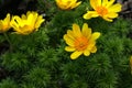 Yellow flower in the garden shined at sun