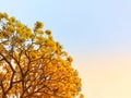 Yellow flower in the garden Silver trumpet tree. Royalty Free Stock Photo