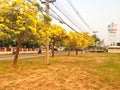 Yellow flower in the garden Silver trumpet tree. Royalty Free Stock Photo