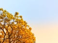 Yellow flower in the garden Silver trumpet tree. Royalty Free Stock Photo