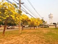 Yellow flower in the garden Silver trumpet tree. Royalty Free Stock Photo