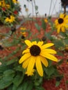 Yellow flower in the garden. Yellow flower. Smooth Oxeye.