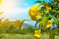 Yellow flower in garden and sunlight with blue sky background Royalty Free Stock Photo