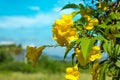 Yellow flower in garden and sunlight with blue sky background Royalty Free Stock Photo