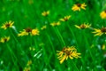 Yellow flower in garden at sunrise. Yellow Silphium perfoliatum Royalty Free Stock Photo