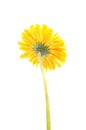 A yellow flower gerbera