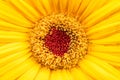 Yellow flower of gerbera close up. Flower background