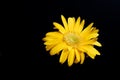 Yellow flower gerbera close-up on black background Royalty Free Stock Photo
