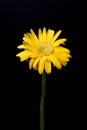 Yellow flower gerbera close-up on black background Royalty Free Stock Photo