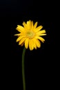 Yellow flower gerbera close-up on black background Royalty Free Stock Photo