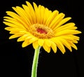 Yellow flower of gerbera close up on black background