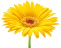 Yellow flower of gerbera close up. File contains clipping path