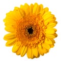 Yellow flower Royalty Free Stock Photo