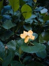 Yellow flower among Giant Highland breadfruit tree leaves, a fig tree from Papua New Guinea Ficus dammaropsis or Kapiak