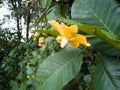 Yellow flower among Giant Highland breadfruit tree leaves, a fig tree from Papua New Guinea Ficus dammaropsis or Kapiak