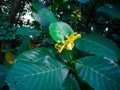 Yellow flower among Giant Highland breadfruit tree leaves, a fig tree from Papua New Guinea Ficus dammaropsis or Kapiak