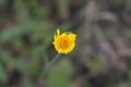 Yellow flower goatgrass meadow Royalty Free Stock Photo