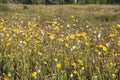 Yellow flower goatgrass meadow Royalty Free Stock Photo