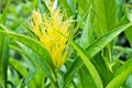 Yellow flower Golden Plume with green leaves ,Schaueria flavicoma ,Schaueria calycotricha ,Justicia ,Acanthaceae ,tropical