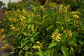 Yellow flower of Golden Thryallis, Gold Shower, Shower of Gold, Royalty Free Stock Photo