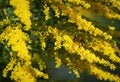 Yellow flower of goldenrod with drinking bee Royalty Free Stock Photo