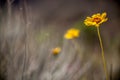 Yellow flower in Grand Canyon National Park, Arizona, USA Royalty Free Stock Photo