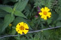 Yellow Flower with green background, Coreopsis lanceolata Royalty Free Stock Photo
