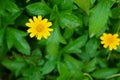 Yellow flower on the green background of the leaves