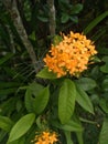 Yellow flower green beautiful nature Delicate Garden Outdoor Gardening Simple beautiful