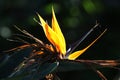Strelitzia bird of paradise flower on a black-green background Royalty Free Stock Photo