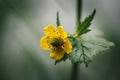 Yellow flower on green blurred background. Cinquefoil or potentilla. Side view, close-up macro. Wild flower in the meadow