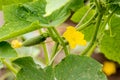 Yellow flower in green cucumber leaves Royalty Free Stock Photo