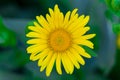 Yellow flower in green grass texture background