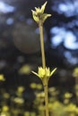 yellow flower of green grass Royalty Free Stock Photo