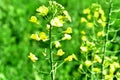 Yellow flower in the Green Growth in the fields Royalty Free Stock Photo