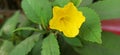 Yellow flower with green leaf