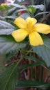 yellow flower among green leaf in garden
