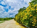 Yellow flower on green leaf tree and dark rainy cloud storm backgrund with clean silence peace road landscape in Thailand Royalty Free Stock Photo