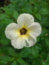 Yellow flower and green leaver in background with water afterrain Royalty Free Stock Photo