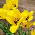 Yellow flower green leaves brenches Royalty Free Stock Photo