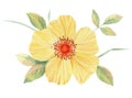 Yellow flower with green leaves. Isolated botanical element. Delicate drawing for postcards