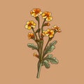 Yellow flower with green leaves, sitting on top of brown background. The flower is placed in center of frame and