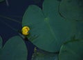 Yellow flower and green leaves of water lily Nuphar lutea in the pond Royalty Free Stock Photo