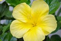 Yellow flower with leaves