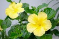 Yellow flower with leaves