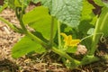 Yellow flower and green leaves of a cucumber plant in the garden Royalty Free Stock Photo